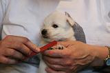 GRIFFES - WESTIE 084